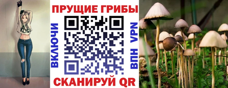 где купить Бобров Галлюциногенные грибы GOLDEN TEACHER